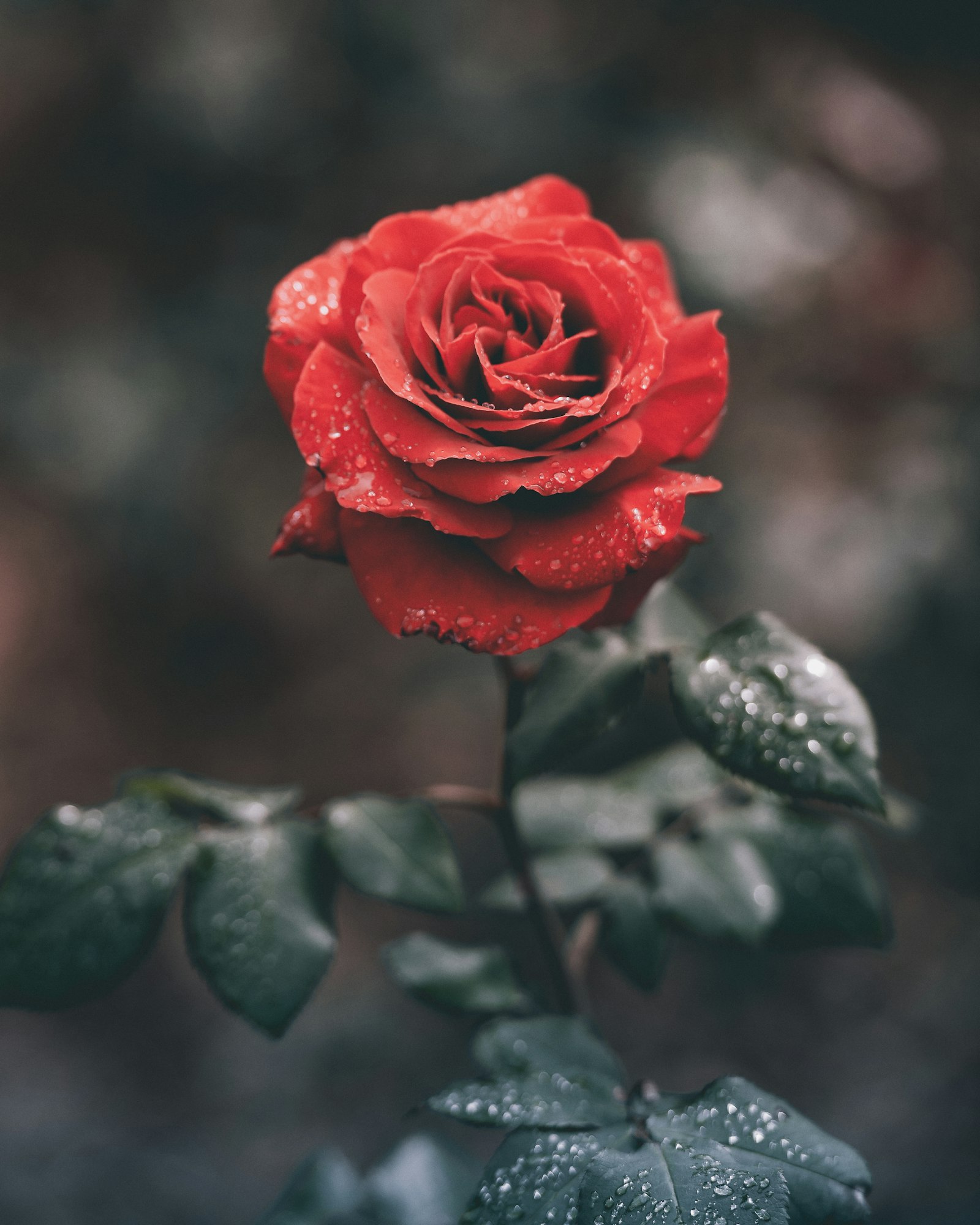 Rose sombre perlée de rosée